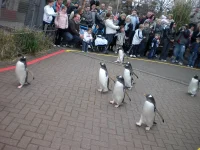 March_of_the_penguin_(2392921349).webp